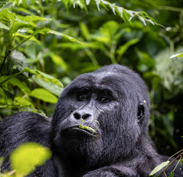 8 Days Uganda Birding Tour - Lake Mburo national park, Queen Elizabeth national park, Kibale national park, Mabamba wetland, Bigodi Swamp