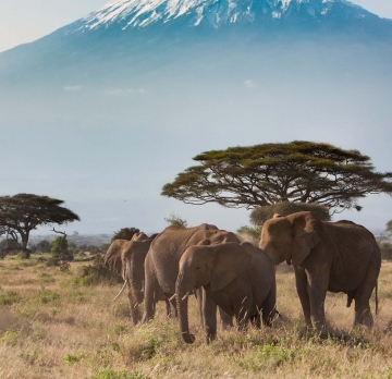 4 Days Kenya Tour - Amboseli National Park