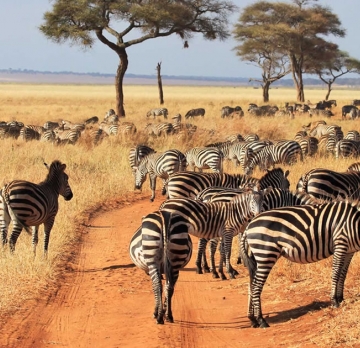5 Days Tanzania Tour| Tarangire National Park Tour|Lake Manyara National Park Tour|Ngorongoro Crater National park Tour