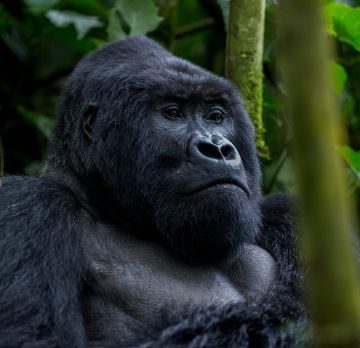 3 Day Fly In Gorillas - Bwindi Impenetrable National Park